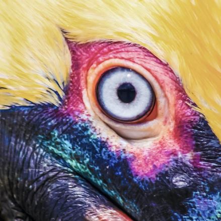 news: CAPSTAN share visualizer for cover of „Glimpse Of Uf“